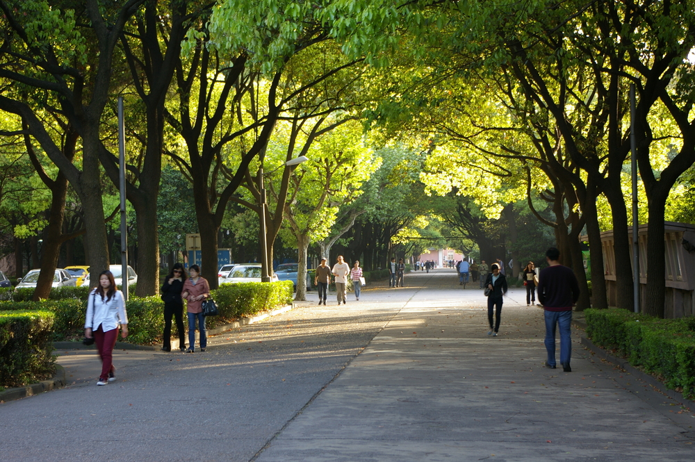 香樟大道 香樟大道