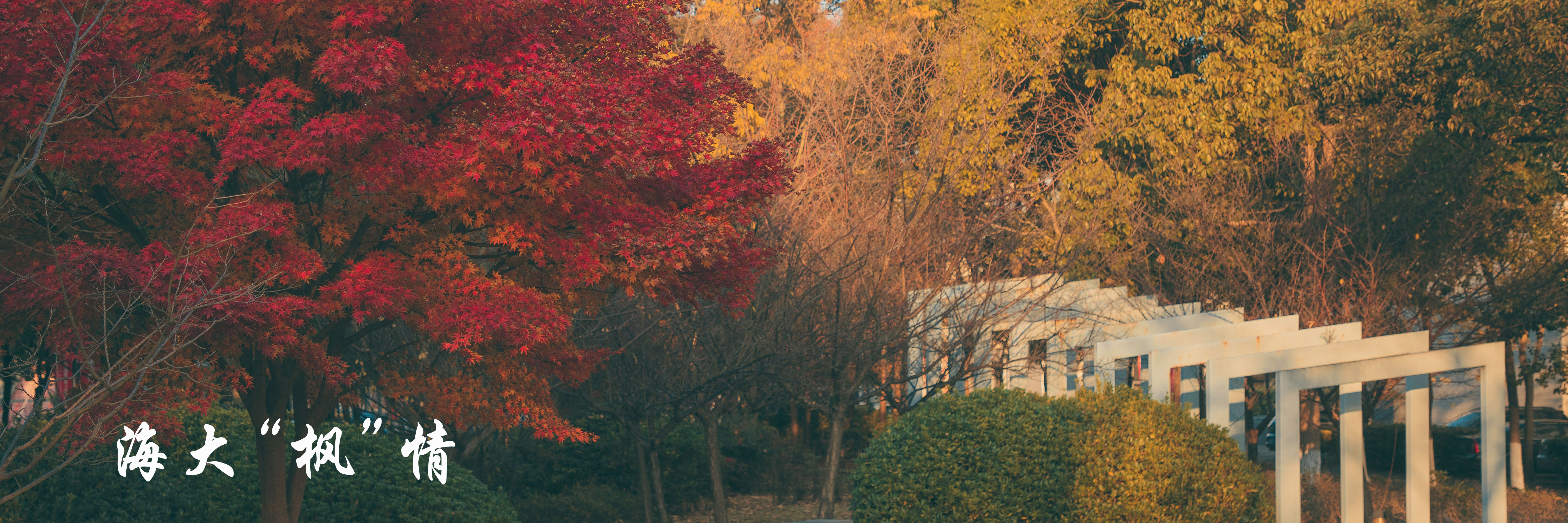 海大“枫情”