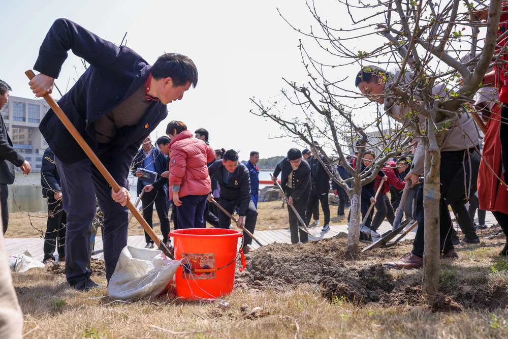 师生共植海棠树