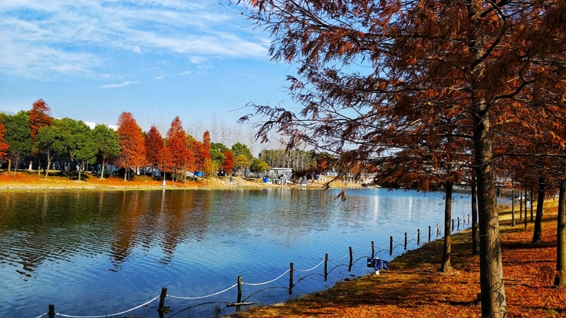 海大秋色--陈敦耀