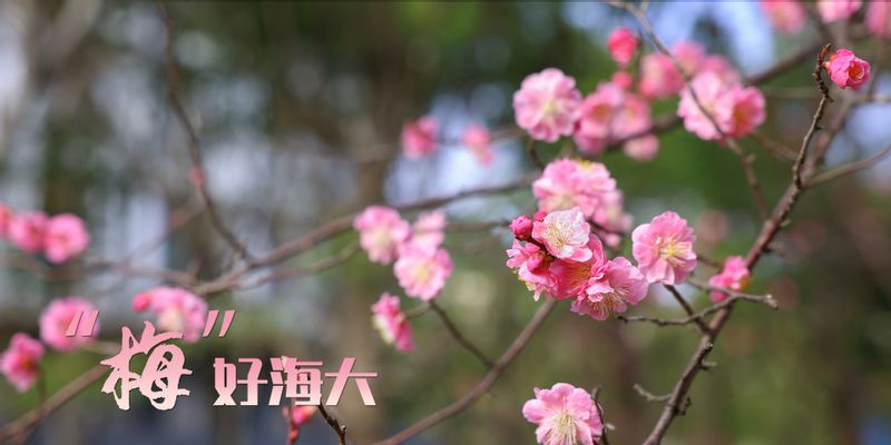 “梅”好海大