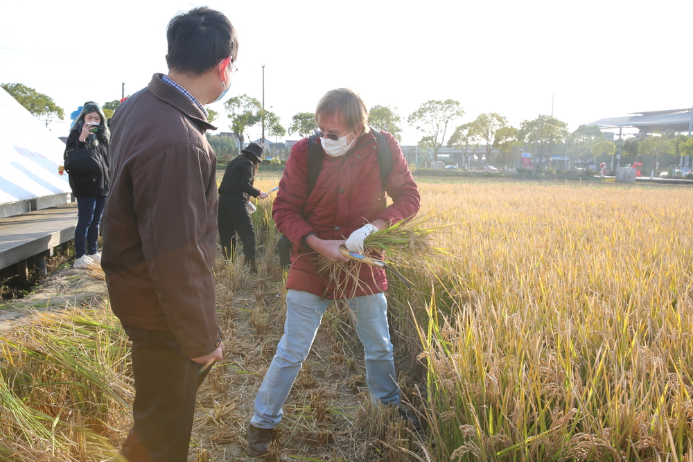 外籍人才体验收割水稻