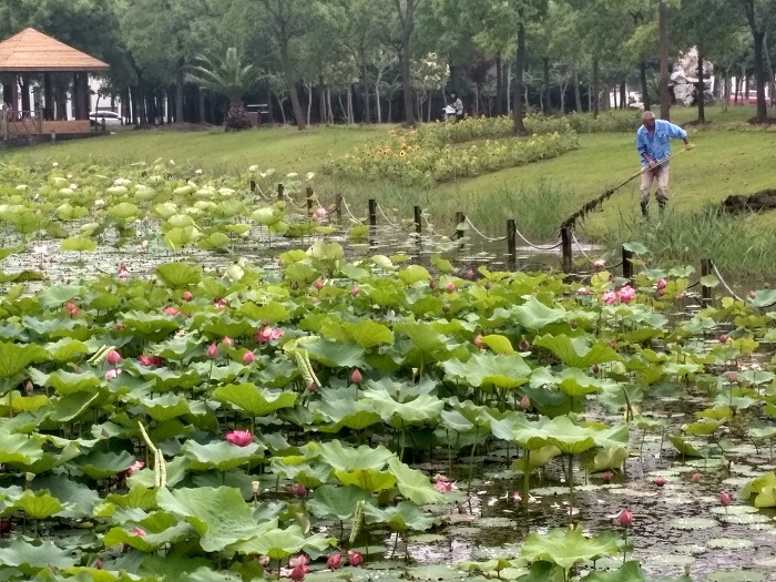 月牙湖荷花池清理