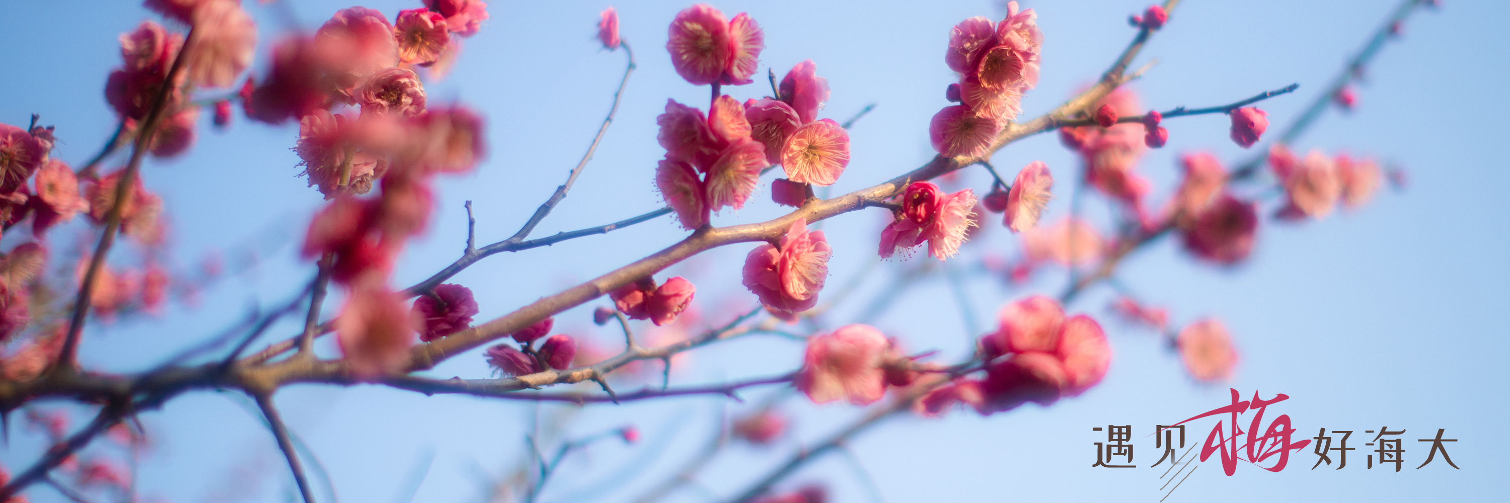 遇见“梅”好海大