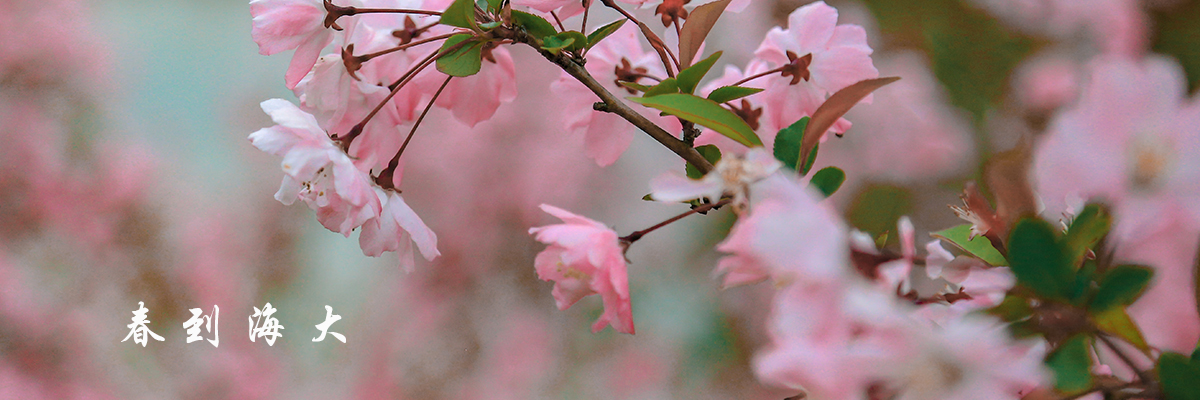 春到海大