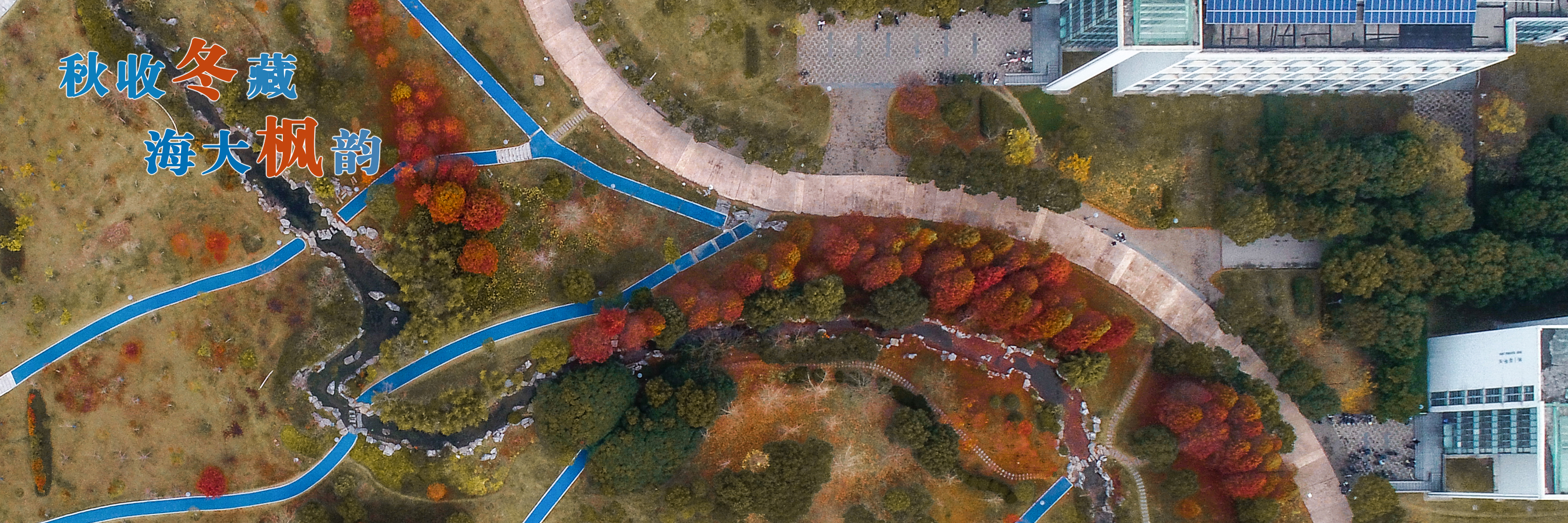 秋收冬藏，海大枫韵