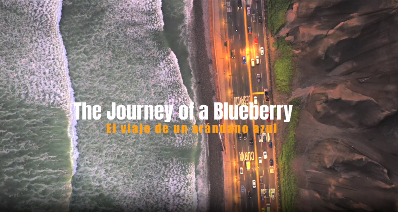 The journey of a blueberry
