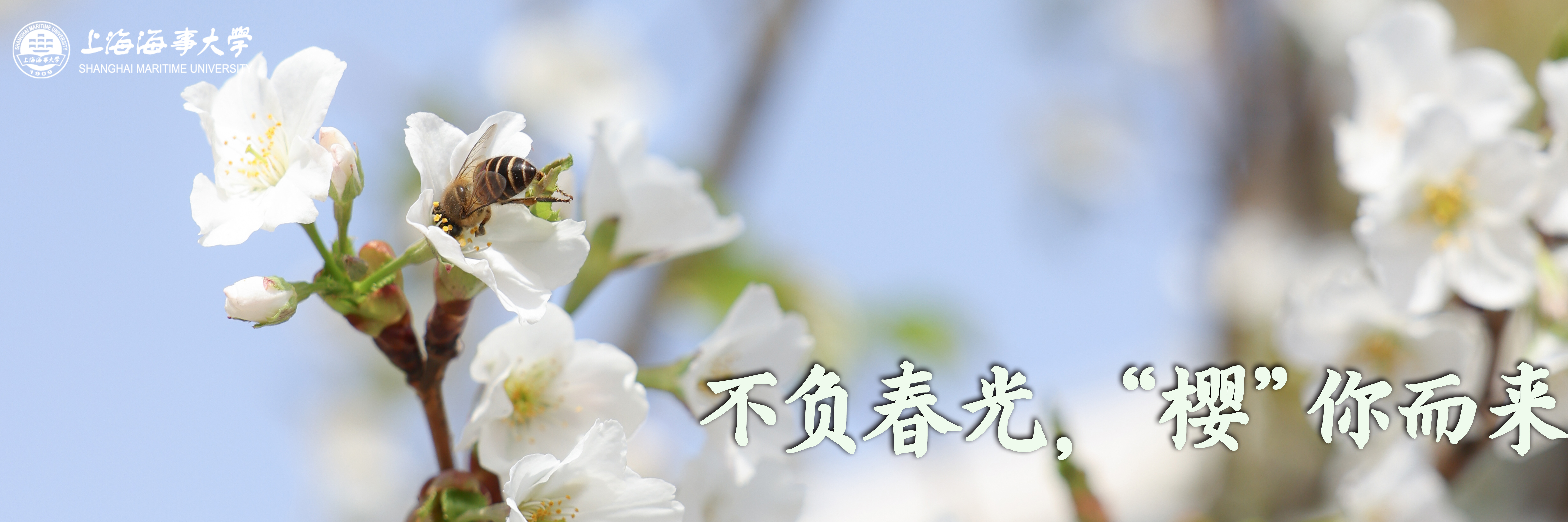 不负春光，“樱”你而来