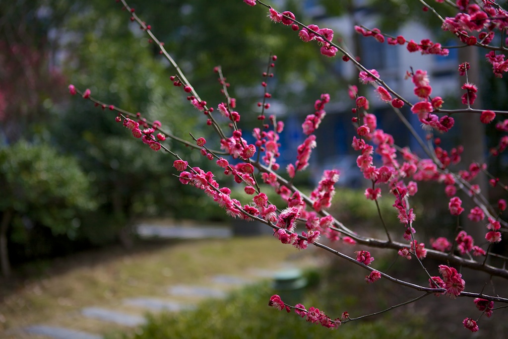 梅花