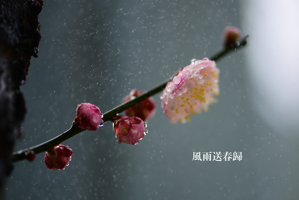 风雨送春归