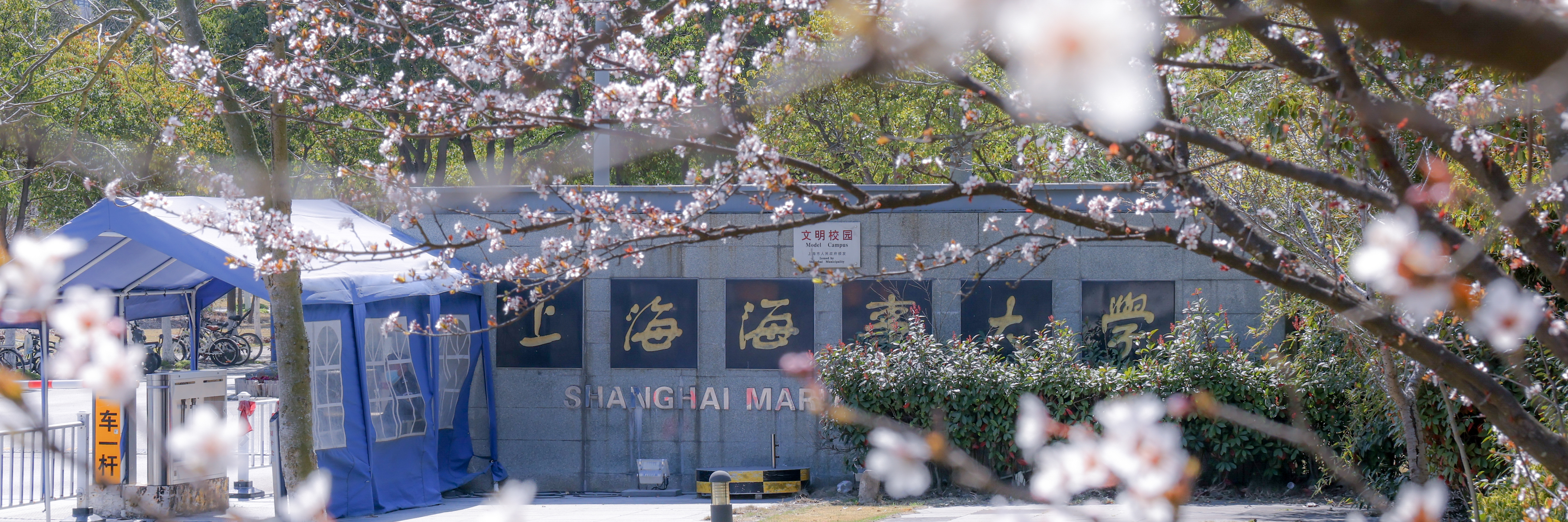 樱花中的校门